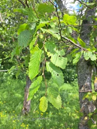 Foto: Haagbeuk [Carpinus betulus] Broekpolder Vlaardingen (5jun2026)      